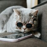 Hipster gray cat in sunglasses using mobile phone on couch. Pet browsing internet on smartphone