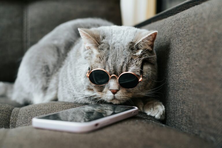 Hipster gray cat in sunglasses using mobile phone on couch. Pet browsing internet on smartphone