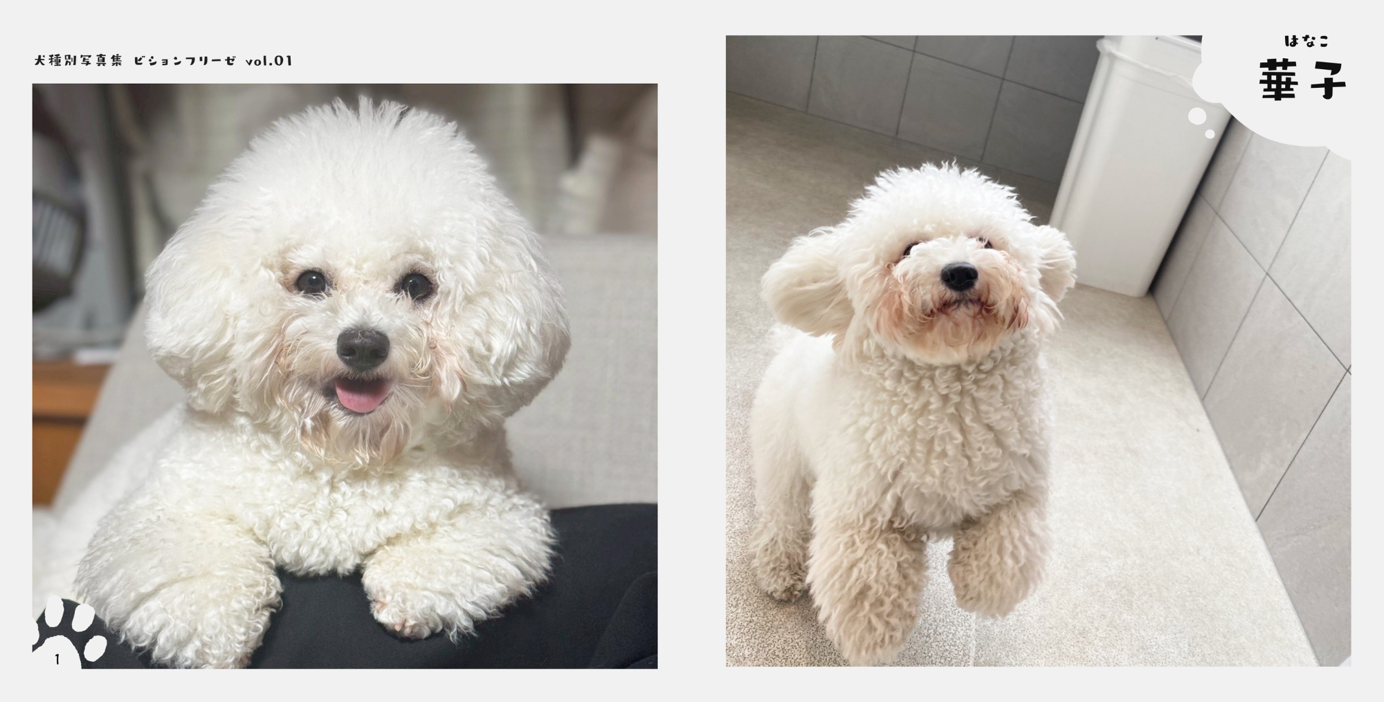 犬種別写真集　無料で掲載