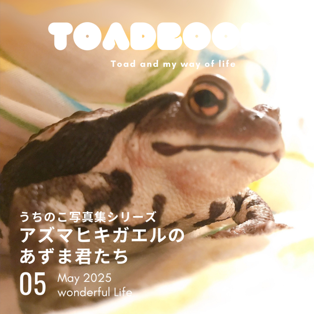 伊藤みゆき著：うちのこ写真集 アズマヒキガエルのあずま君たち: うちのこ写真集シリーズ