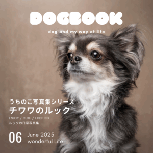 チワワのルック: うちのこ写真集シリーズ