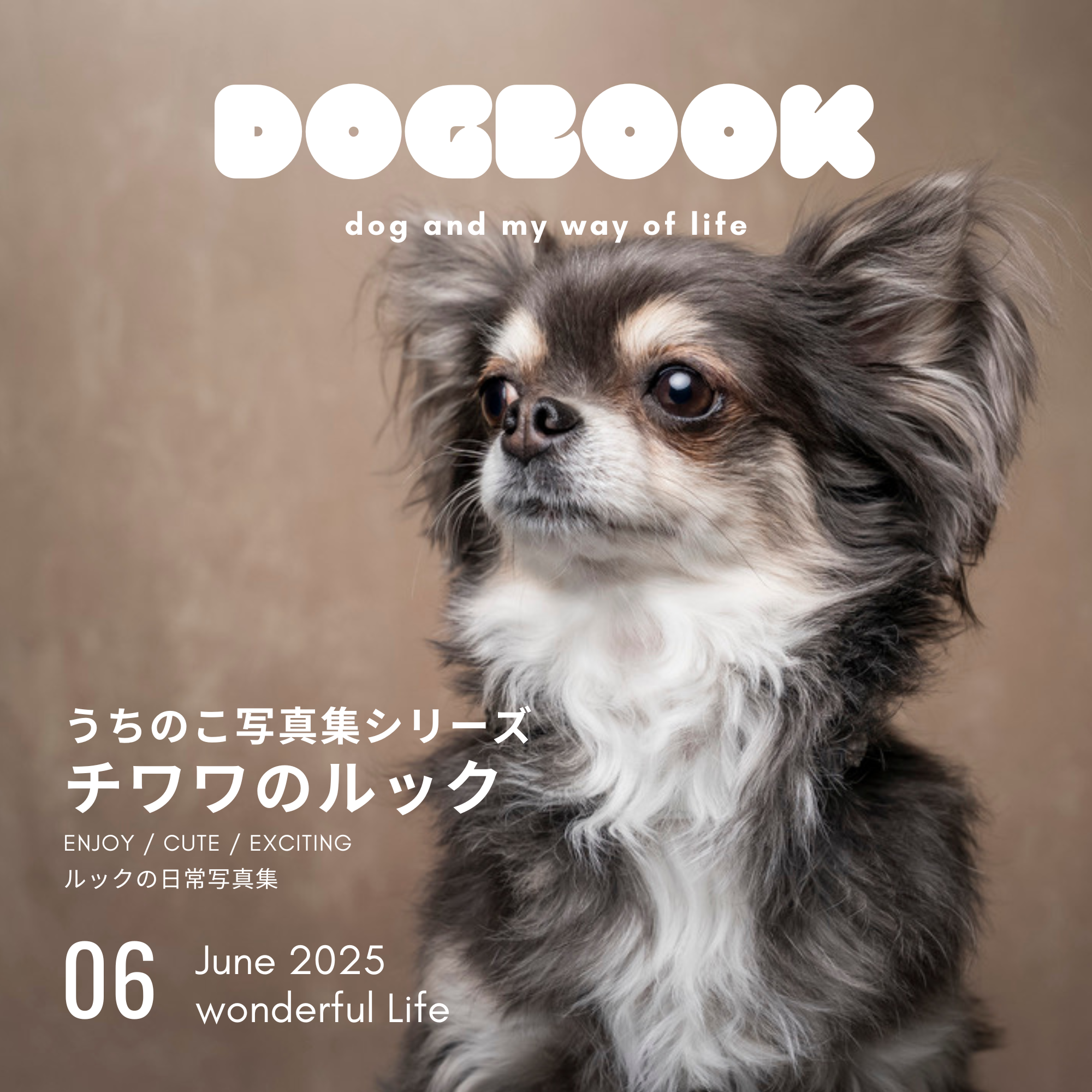 チワワのルック: うちのこ写真集シリーズ