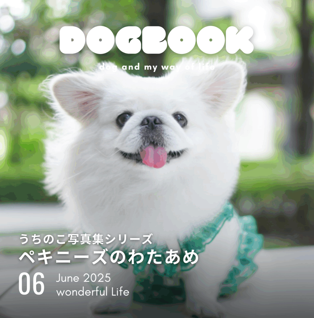 ペキニーズのわたあめちゃん