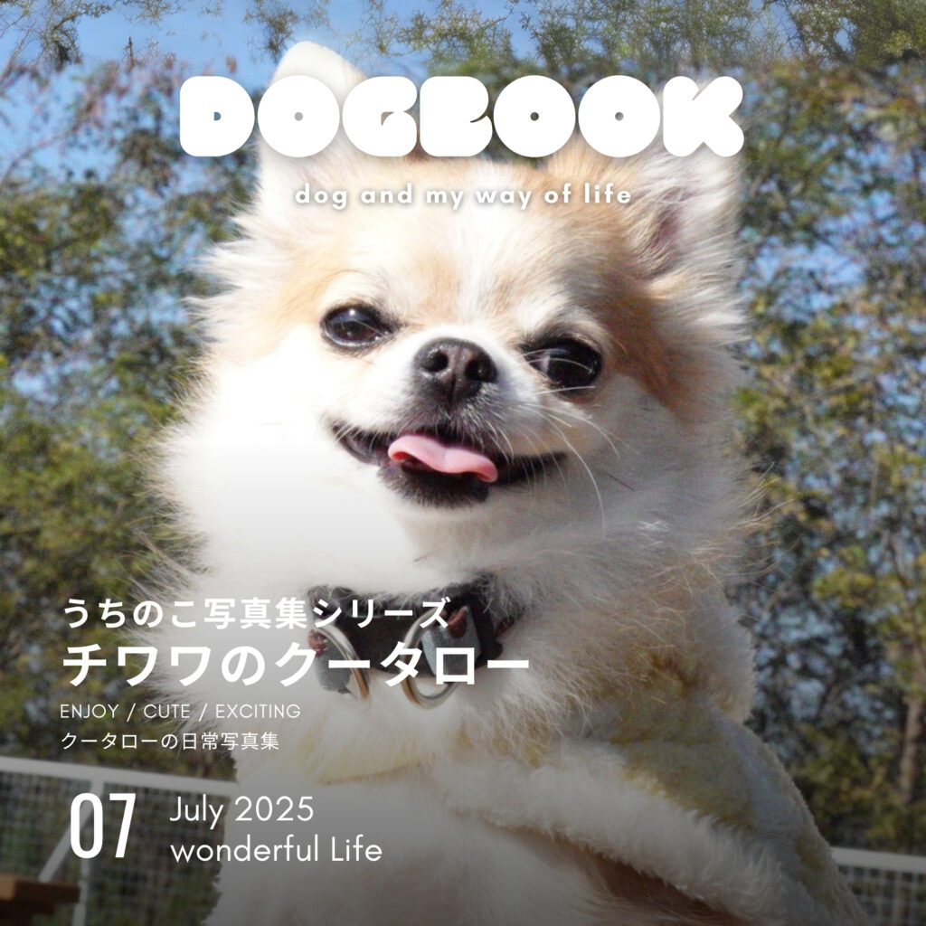 チワワのクータロー　うちのこ写真集