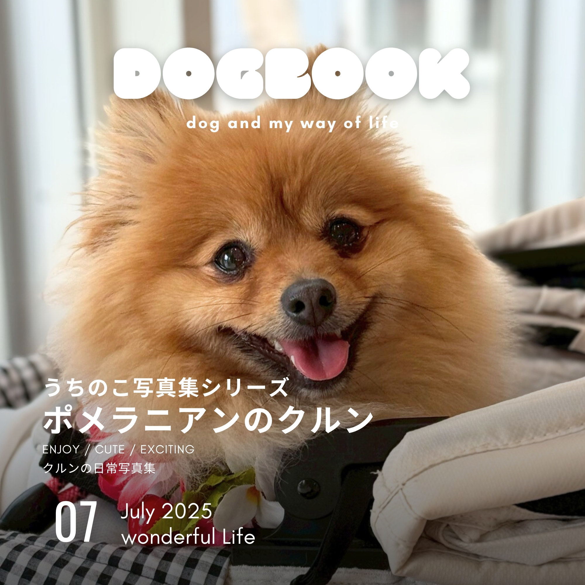 ポメラニアンのクルン