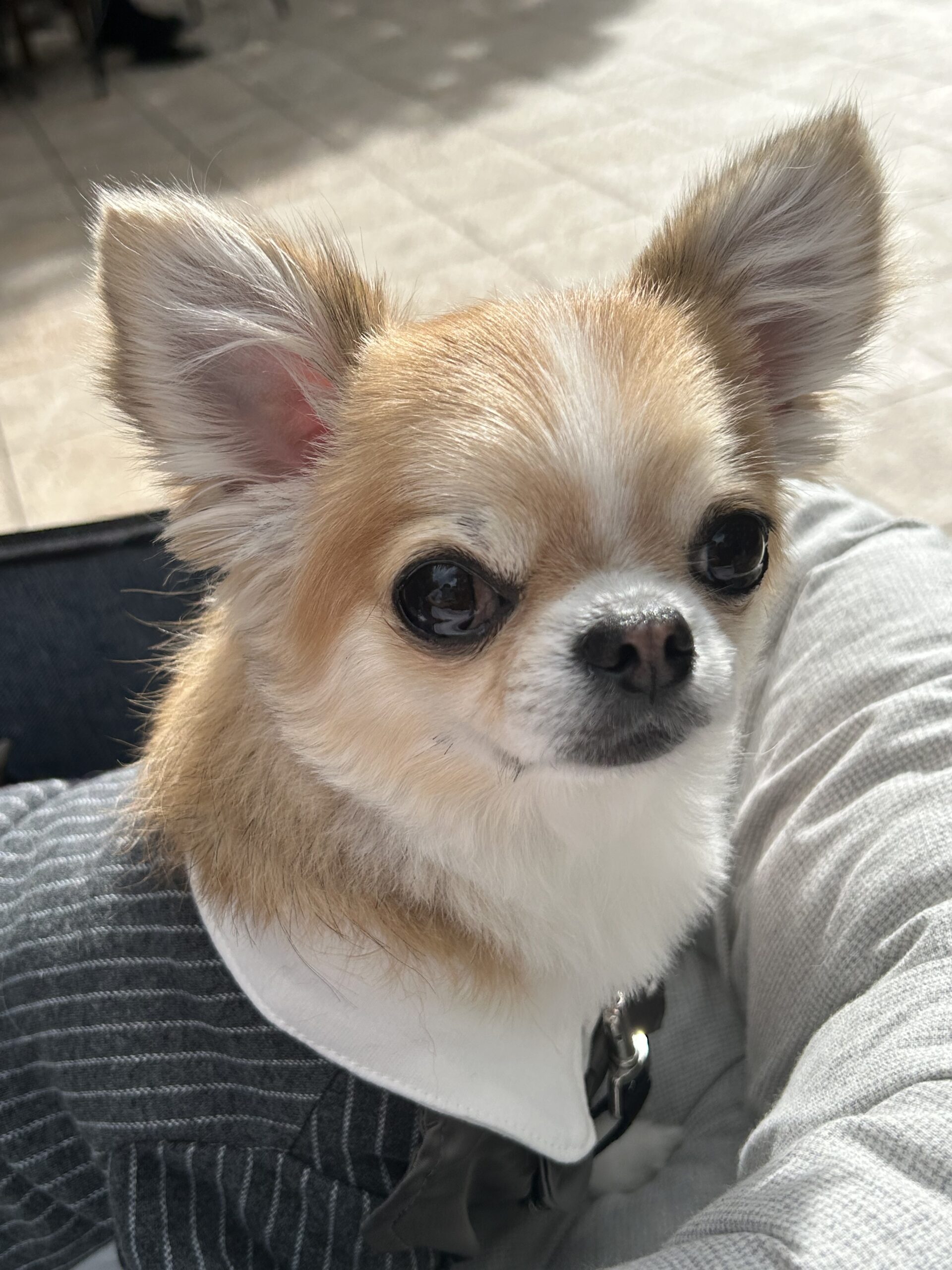 チワワのクータロー　うちのこ写真集