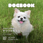 チワワのキララ うちのこ写真集