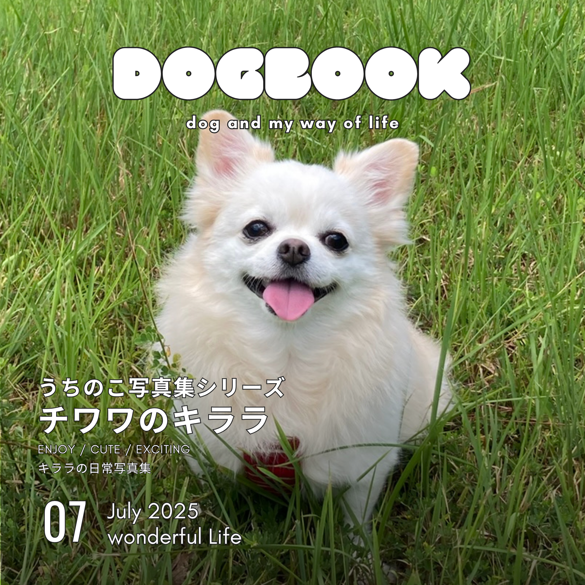 チワワのキララ うちのこ写真集