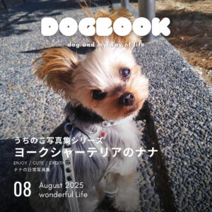 ヨークシャーテリアのナナ