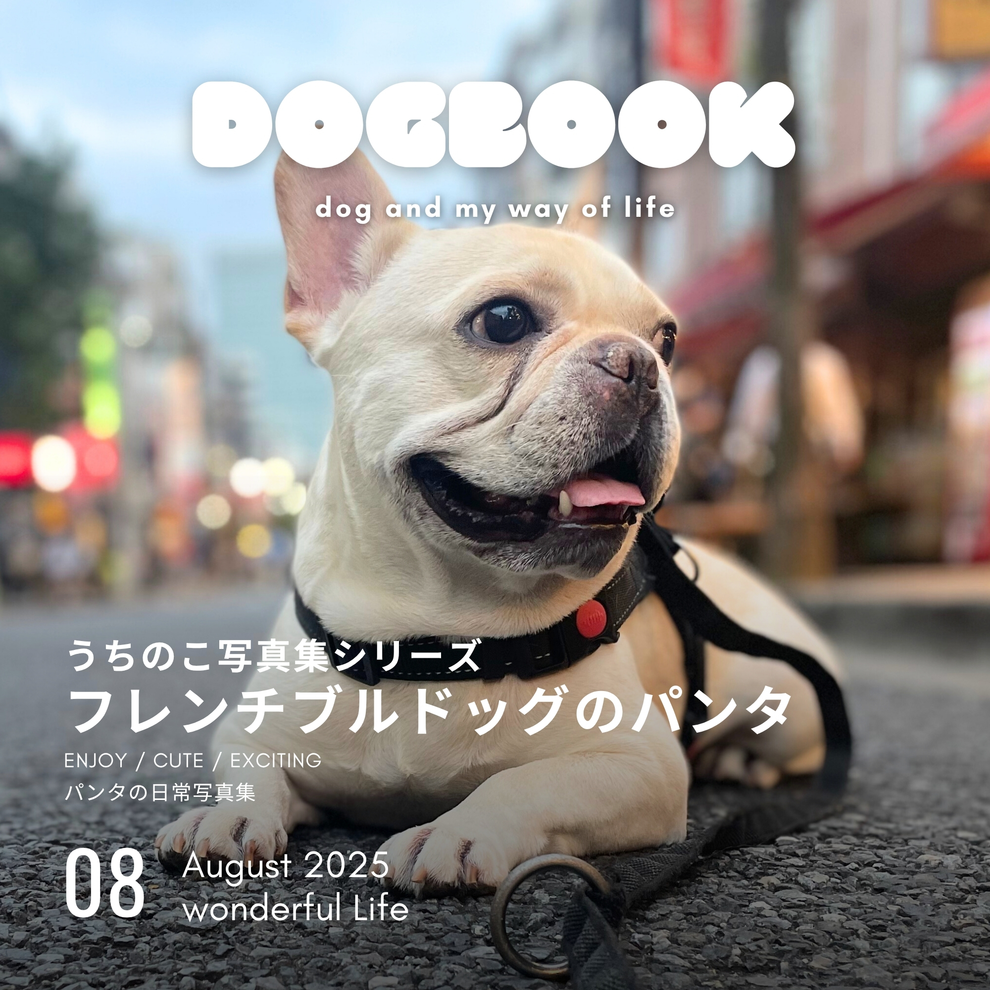 フレンチブルドッグのパンタ