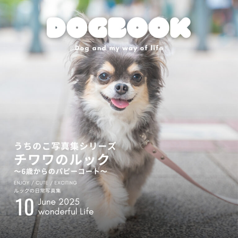 チワワのルック〜6歳からのパピーコート〜