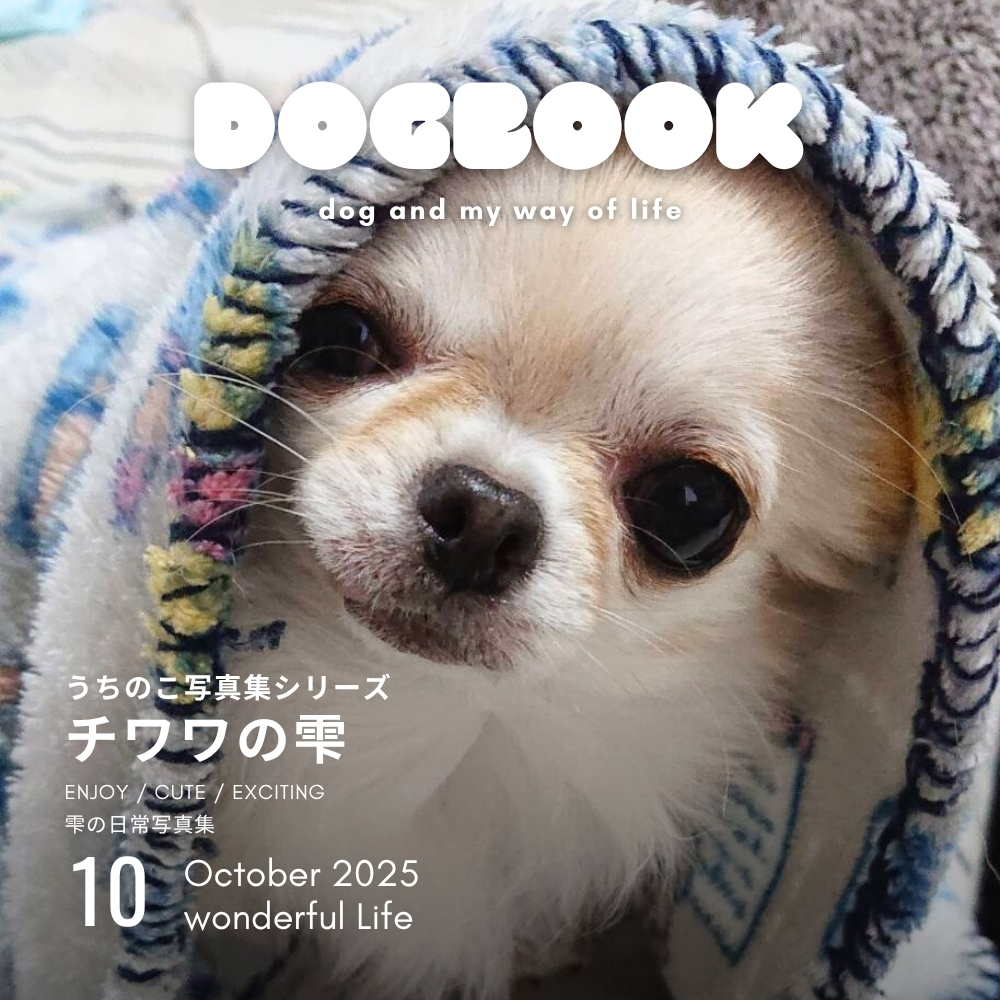 チワワの雫ちゃん