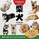 犬種別写真集 柴犬vol001