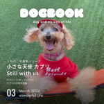 小さな天使 カプリ Still with us