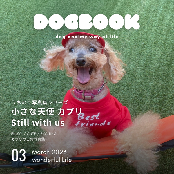 小さな天使 カプリ Still with us