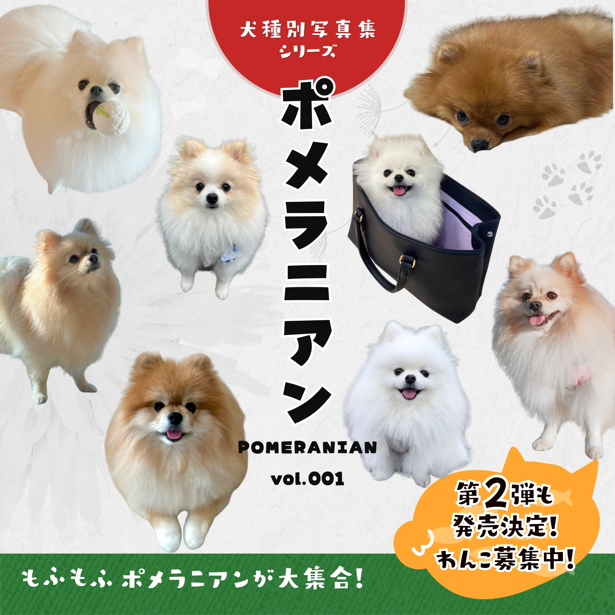 確認用（購入された場合は愛犬の写真送ります） 新刊発売】かわいい愛されポメラニアンが大集合！『ポメラニアン (犬