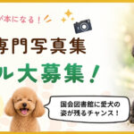 トイプードル写真集モデル募集