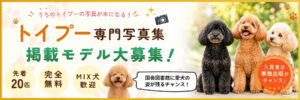 トイプードル写真集モデル募集