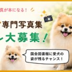 ポメラニアン写真集モデル募集