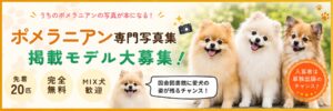 ポメラニアン写真集モデル募集