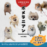 ポメラニアン（Pomeranian）vol.001 (犬種別写真集シリーズ)