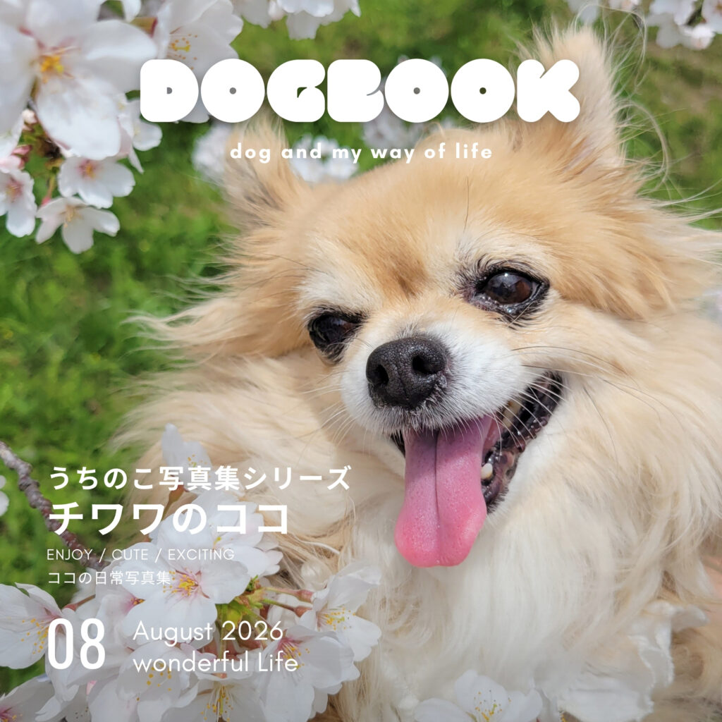 うちのこ写真集　チワワのココ