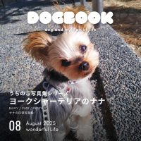 ヨークシャーテリアのナナ