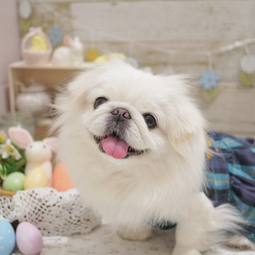 ペキニーズのわたあめちゃん