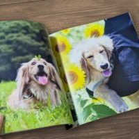 【掲載見本】犬種別写真集モックアップ-2-300x200